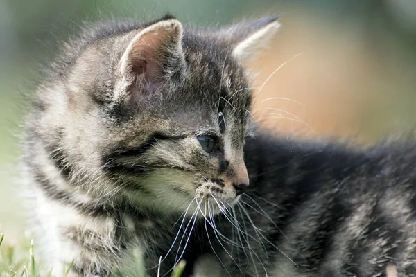 Pequeños gatitos juegan en la hierba —  Fotos de Stock