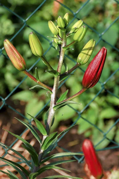 Hermoso lirio rojo en el jardín — Foto de Stock