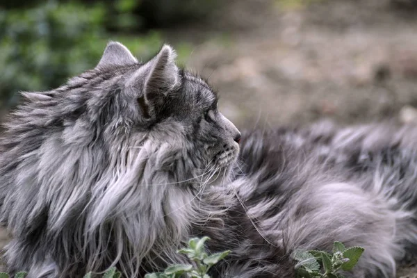 Maine coon kedi içinde belgili tanımlık Bahçe dinlenme — Stok fotoğraf