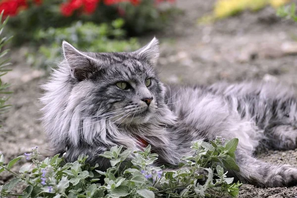 Maine gatto bozzolo a riposo in giardino — Foto Stock