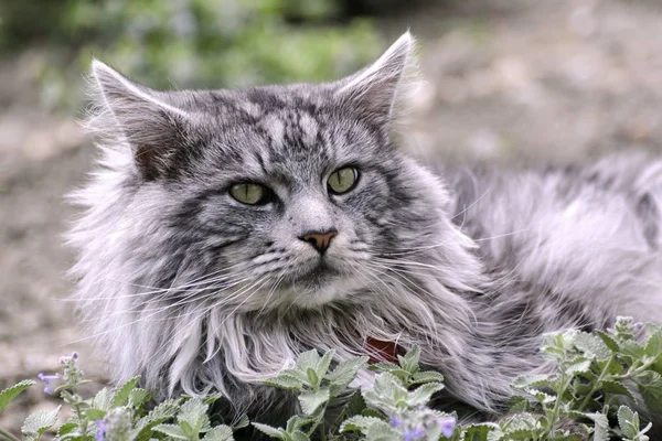 在花园里休息的缅因库恩猫 — 图库照片