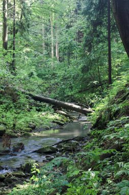 Bir forestwaterfall bir şelale bir ormandaki nehir üzerinde bir nehir üzerinde bir nehir üzerinde şelale