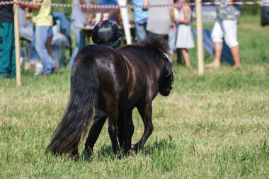 Bir çayır üzerinde yaz aylarında küçük midilli
