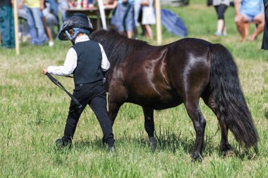 Bir çayır üzerinde yaz aylarında küçük midilli