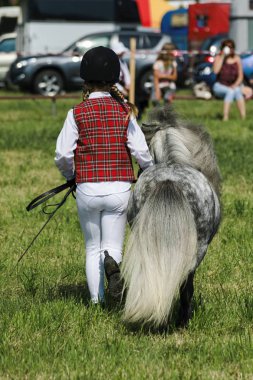 Bir çayır üzerinde yaz aylarında küçük midilli