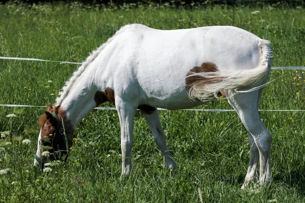 Kleines Pony im Sommer auf einer Wiese — Stockfoto