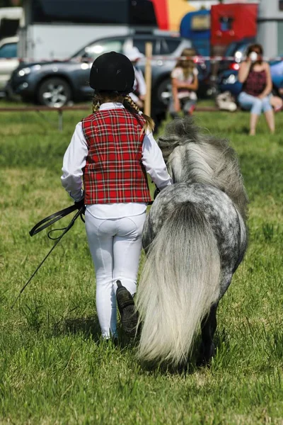 Bir çayır üzerinde yaz aylarında küçük midilli
