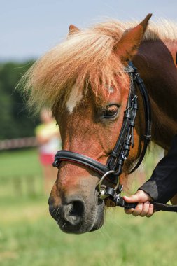 Bir çayır üzerinde yaz aylarında küçük midilli
