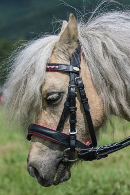 Bir çayır üzerinde yaz aylarında küçük midilli