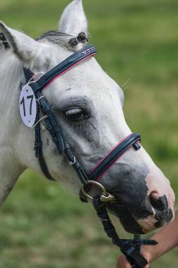 Bir çayır üzerinde yaz aylarında küçük midilli