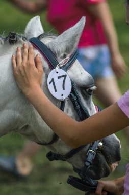 Bir çayır üzerinde yaz aylarında küçük midilli