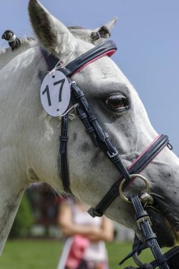 Bir çayır üzerinde yaz aylarında küçük midilli