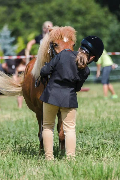 Bir çayır üzerinde yaz aylarında küçük midilli