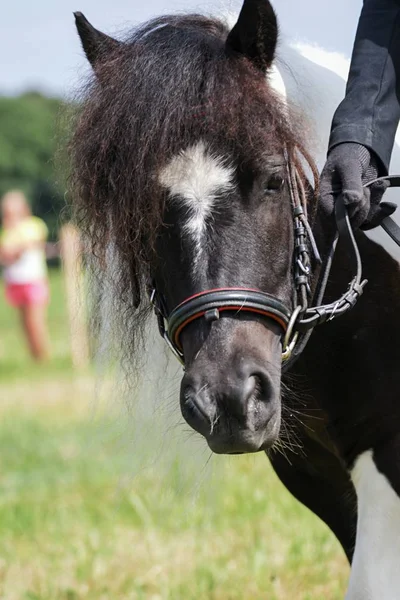 Kleine pony in de zomer op een weide — Stockfoto