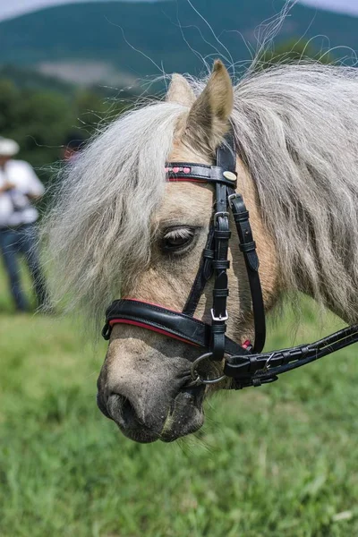 Bir çayır üzerinde yaz aylarında küçük midilli