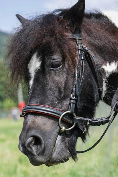 Kleine pony in de zomer op een weide — Stockfoto