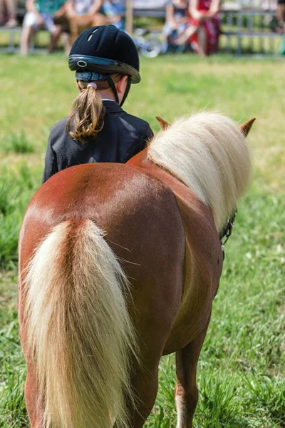 Bir çayır üzerinde yaz aylarında küçük midilli