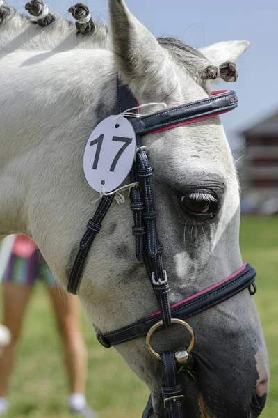 Bir çayır üzerinde yaz aylarında küçük midilli