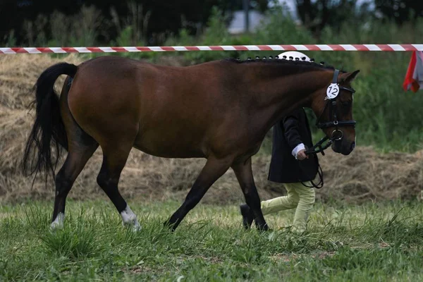 Pequeño pony en el verano en un prado — Foto de Stock