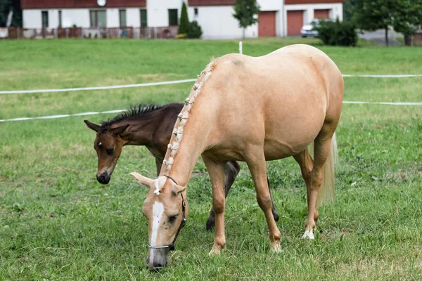 Kleine pony in de zomer op een weide — Stockfoto