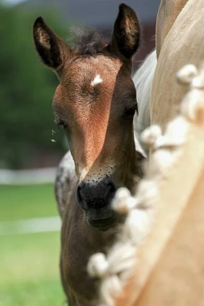 Kleine pony in de zomer op een weide — Stockfoto