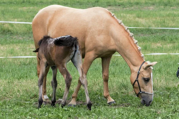 Kleines Pony im Sommer auf einer Wiese — Stockfoto