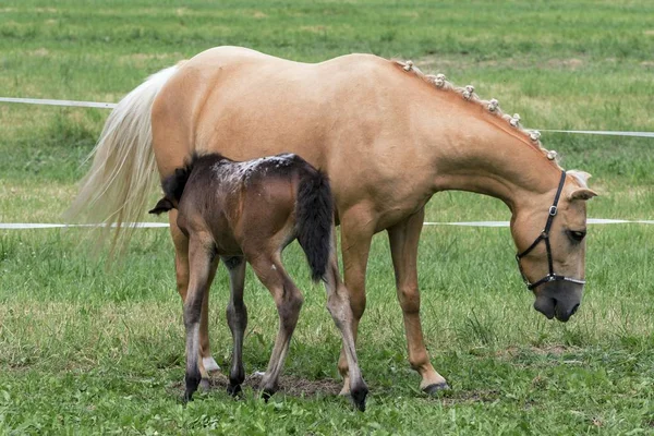 Kleines Pony im Sommer auf einer Wiese — Stockfoto