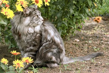 Maine Rakun Kedisi Bahçede