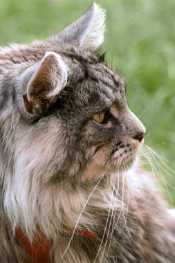 Maine Rakun Kedisi Bahçede