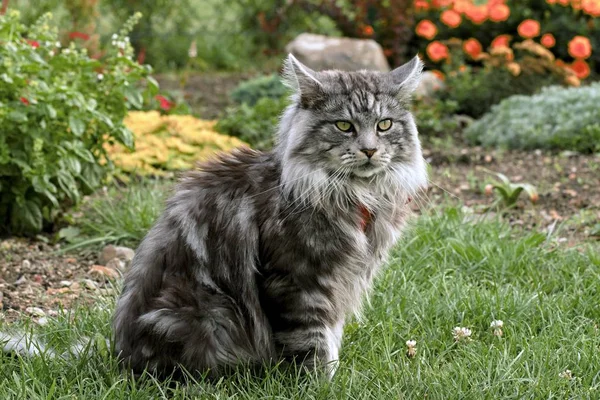 Maine mýval kočka na zahradě — Stock fotografie