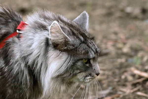 Maine coon cat in the garden — Stock Photo, Image