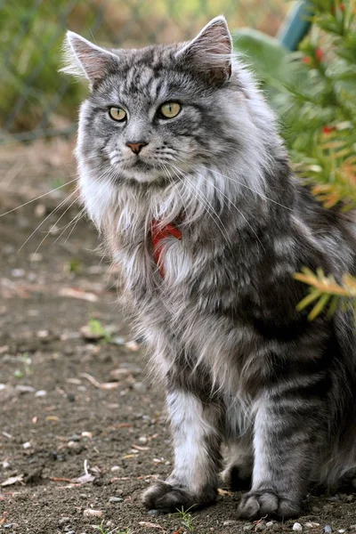 Maine Coon Katze im Garten — Stockfoto