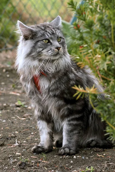 Maine coon cat no jardim — Fotografia de Stock