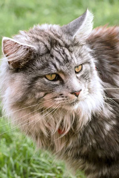 Maine coon cat in the garden — Stock Photo, Image