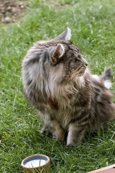 Maine Coon Cat in the garden — стоковое фото