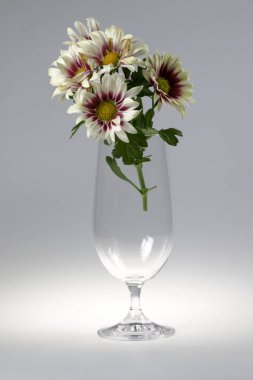 Beyaz bir arka planda krizantem