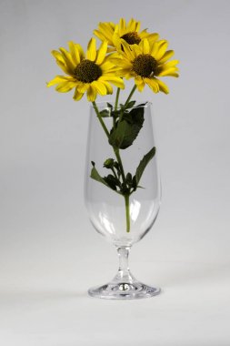 Beyaz bir arka planda krizantem