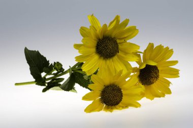 Beyaz bir arka planda krizantem