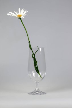 Beyaz bir arka planda krizantem