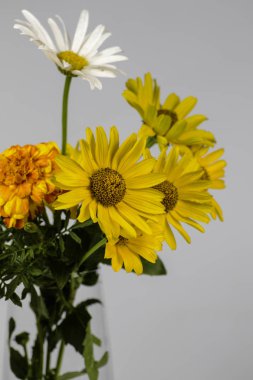 Beyaz bir arka planda krizantem