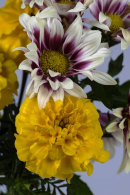 Beyaz bir arka planda krizantem