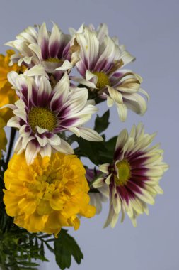 Beyaz bir arka planda krizantem