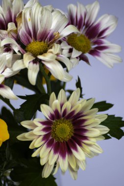 Beyaz bir arka planda krizantem