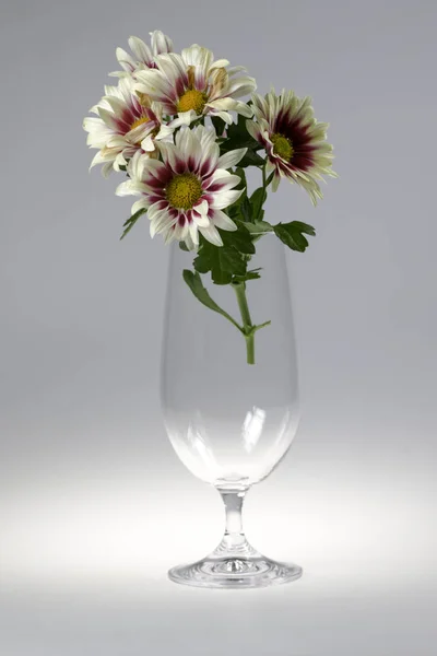 Chrysanthemums on a white background — Stock Photo, Image