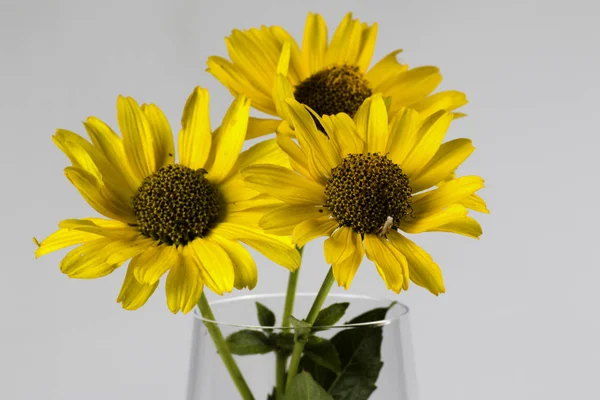 Beyaz bir arka planda krizantem