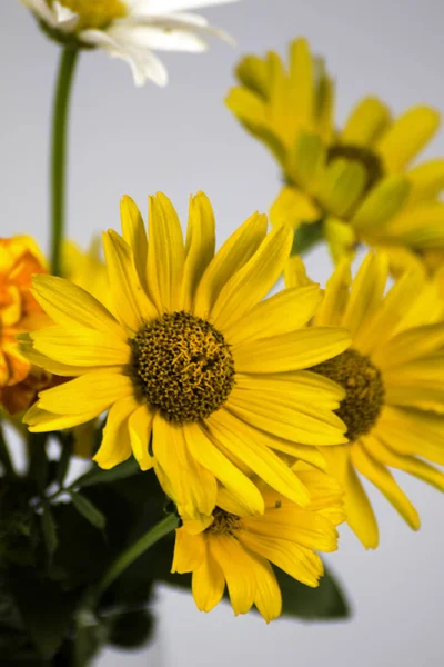 Beyaz bir arka planda krizantem