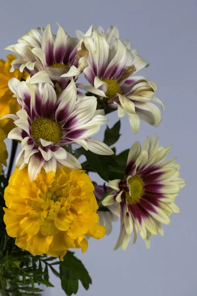 Beyaz bir arka planda krizantem