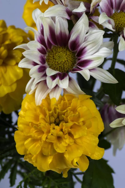 Beyaz bir arka planda krizantem