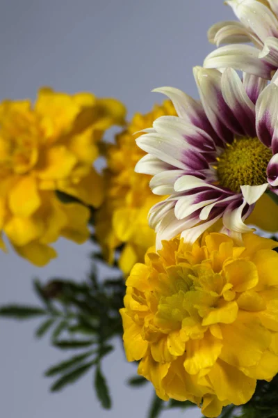 Beyaz bir arka planda krizantem