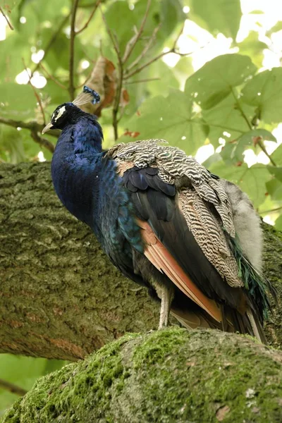 beautiful peacock in the castle garden